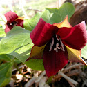 Purple trillium
