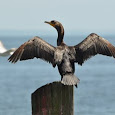 Coastal Wildlife of Northeastern U.S.