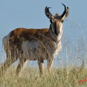 Pronghorn