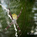 St. Andrew's Cross spider, X spider