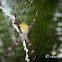 St. Andrew's Cross spider, X spider