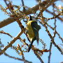 Great Tit (Kohlmeise)