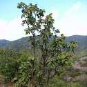 Oak