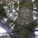 Canada hemlock