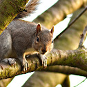 Squirrel ..