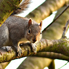 Squirrel ..