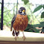 Robin