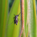 Mosquito