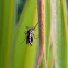 Mosquito