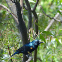 Purple Sunbird