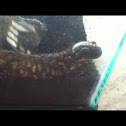Tiger salamander