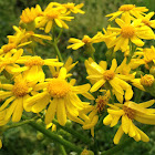 golden ragwort