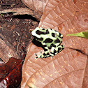 Green and Black Poison Dart Frog