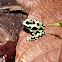 Green and Black Poison Dart Frog