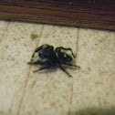 Daring Jumping Spider