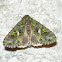 Orache Moth