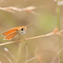 Southern Skipperling