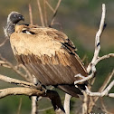 African white-backed vulture