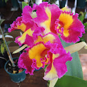 Orquidea