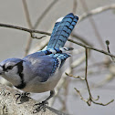 Blue Jay