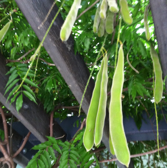 Spotting Image 1