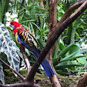 Crimson rosella
