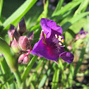 ohio spiderwort