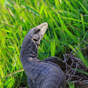 common Indian monitor