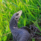 common Indian monitor
