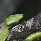 Side-striped palm pitviper