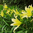 Yellow  Day-Lily