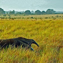 Giant Anteater