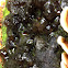 Jelly fungus