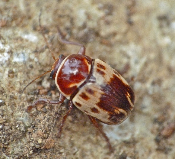 Spotting Image 1