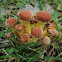 Hypholoma fasciculare?