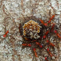 Assassin bug Egg mass