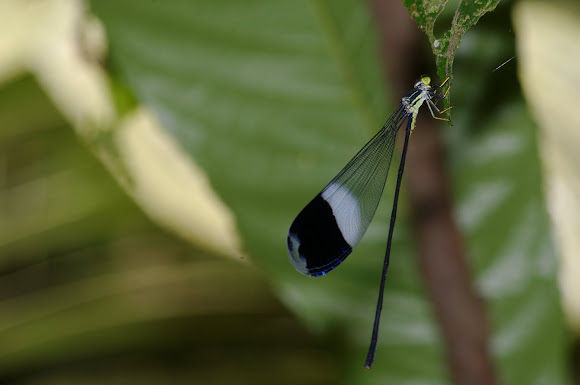 Spotting Image 1