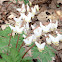 Dutchman's breeches