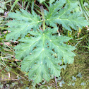 Giant hogweed