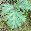 Giant hogweed