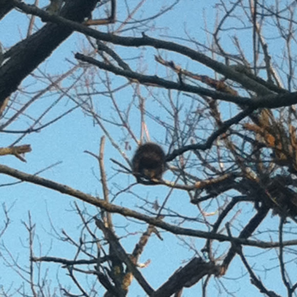 Spotting Image 1