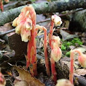 Indian Pipe