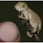 KZN Dwarf Chameleon