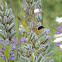 Common Yellowthroat