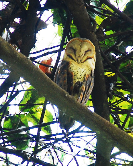 Spotting Image 1