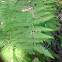 Shuttlecock Fern