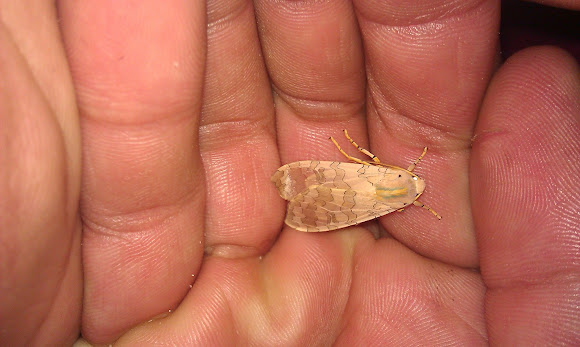 Spotting Image 1