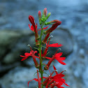 Cardinal flower