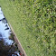 grass