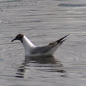 Black-headed Gull